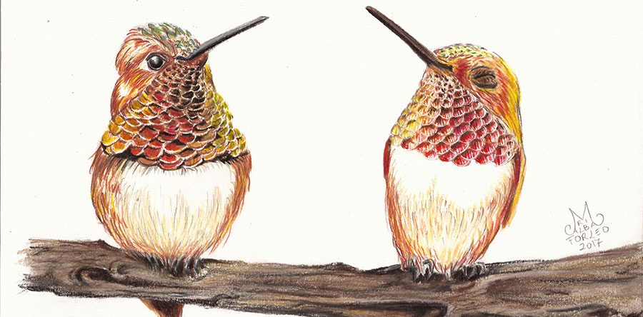 Colibrì rossicci