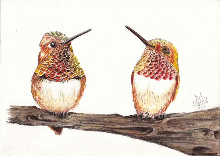 Scopri di più sull'articolo Colibrì rossicci