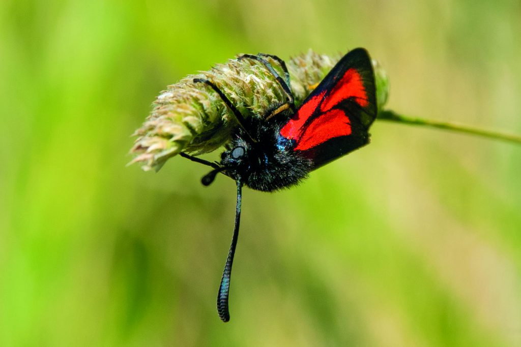 Falena diurna rossa e nera